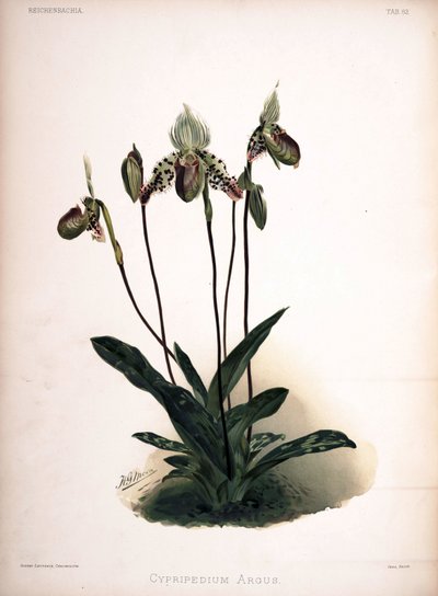 Paphiopedilum Argus (syn. Cypripedium Argus) by London H. Sotheran and Co.